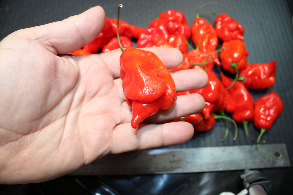 Thumbnail: Here is the Zombie Scorpion Pepper, Capsicum chinense, Scoville units: 700,000 to 800,000+ SHU. it an accidental cross with a