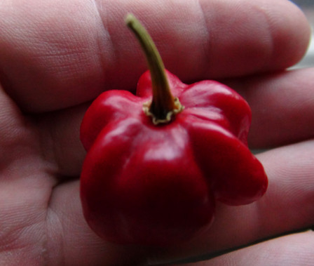 Here is the Star of Turkey Pepper, Capsicum chinense, Scoville units: 50,000 ~ 150,000 SHU. The Star of Turkey in turkish is Türkiye'nin yıldızı. This is a real star shaped pepper that comes from Turkey. This is the only pepper in the C. Chinense family that looks like a real star. Very hot, way hotter than the Brazilian starfish, which is from the C. Baccatum family. This medium walled, firm crunchy pepper does extremely well in storage and last for weeks before going soft. The pods have strong C. Chinense floral taste followed by slowly building sharp painful heat that lingers around for a long time. Plants get to 3 feet tall and is a good producer. Open pollinated 80 days.