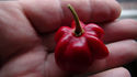 Here is the Star of Turkey Pepper, Capsicum chinense, Scoville units: 50,000 ~ 150,000 SHU. The Star of Turkey in turkish is Türkiye'nin yıldızı. This is a real star shaped pepper that comes from Turkey. This is the only pepper in the C. Chinense family that looks like a real star. Very hot, way hotter than the Brazilian starfish, which is from the C. Baccatum family. This medium walled, firm crunchy pepper does extremely well in storage and last for weeks before going soft. The pods have strong C. Chinense floral taste followed by slowly building sharp painful heat that lingers around for a long time. Plants get to 3 feet tall and is a good producer. Open pollinated 80 days.