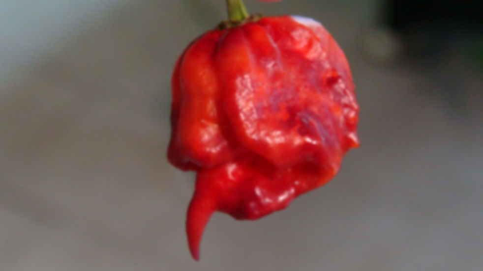 Here is the Purple Death Pepper, Capsicum chinense, Scoville units: 800,000 ~ 1,500,000 SHU. The Purple Death Pepper originat