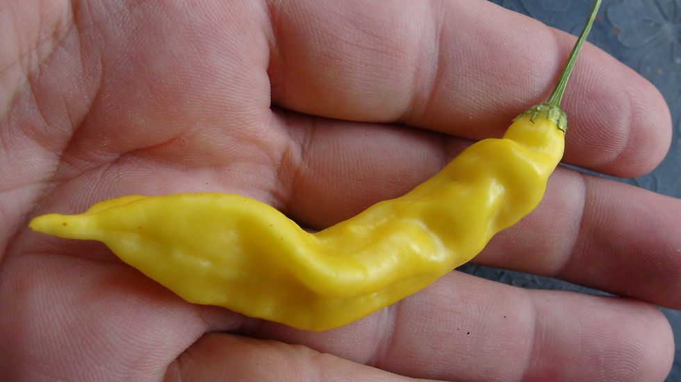 Thumbnail: Here is the Bolivian Yellow Pepper, Capsicum baccatum, Scoville units: 2,000 ~ 6,000 shu. This pepper originates from Bolivia