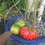 Thumbnail: The Zapotec tomato, Solanum lycopersicum is a fantastic tasting tomato! The fluting on the tomato brings in an old world toma