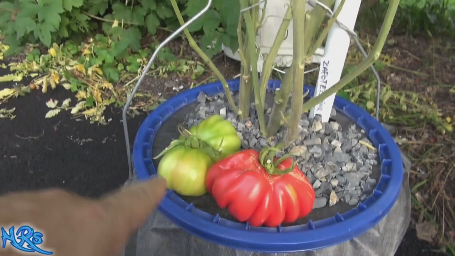 Zapotec tomato