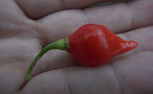 Biquinho Pepper