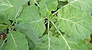 Vates Non-Heading Collards