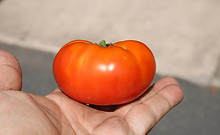 Dwarf Hannah's Prize Tomato, Solanum lycopersicum, HRSeeds