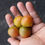 Thumbnail: Here is the Gnocchi di Limon Peach Cherry Tomato, Solanum lycopersicum. This tomato originates from Italy. The fruits are a p
