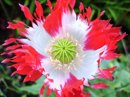 Danish Flag Afghan Poppy, Papaver Somniferum flower. They are a favorite of gardeners in every state for rock gardens, flower beds an containers. These poppy's are self-sowing if you let them go to seed. Mid season open pollinated annual 50 to 75 days.