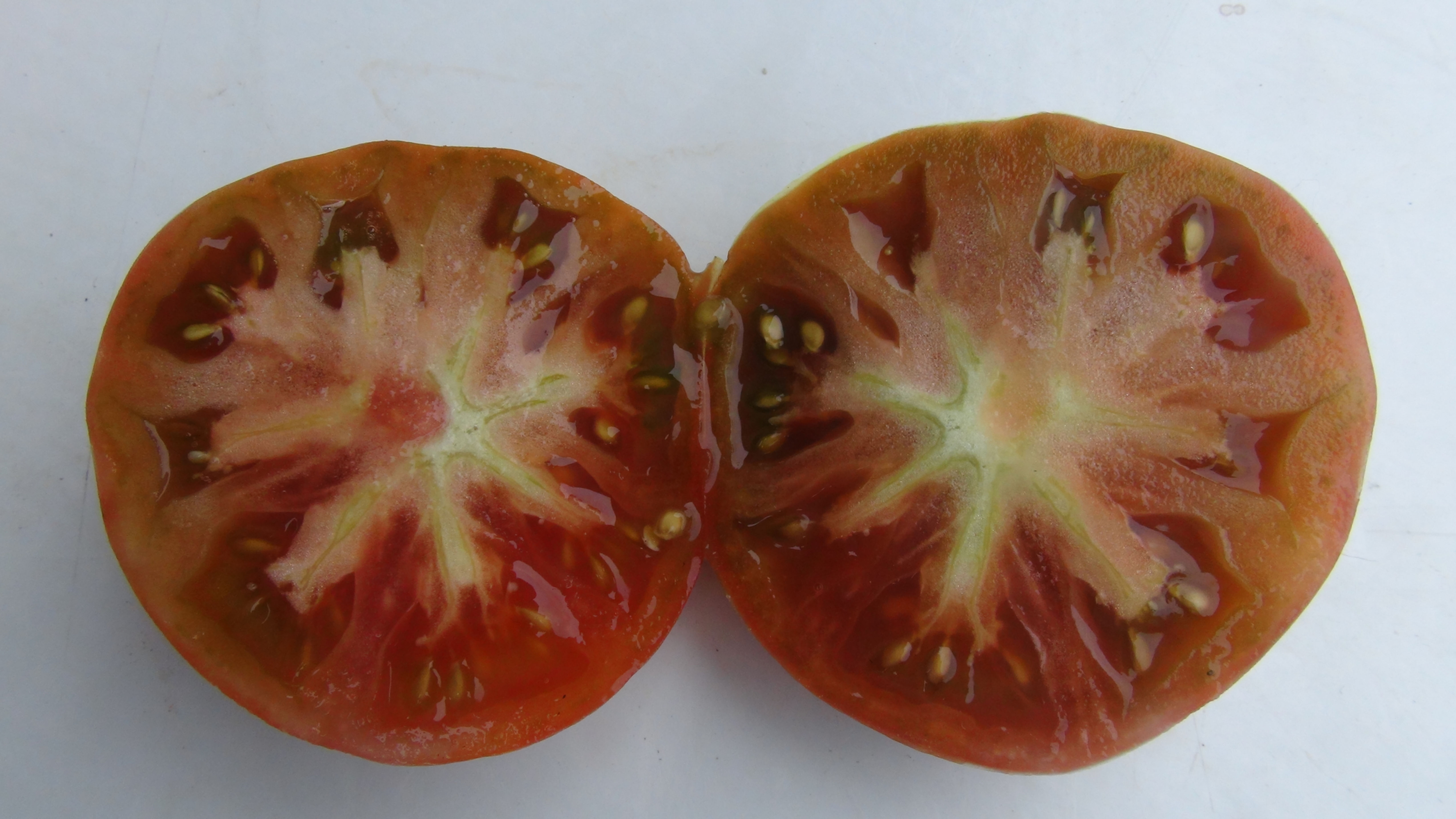Here is the Dwarf Black Angus Tomato, Solanum lycopersicum. This tomato originates from USA and is from the Dwarf Tomato Proj