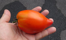 Here is the Santa Maria Tomato, Solanum lycopersicum, This heirloom tomato originally came from Italy. Here is the story behind the tomato written by Karen Golden SS; "A tomato growing friend of mine from Niagara county has been bragging about these huge red pastes from an old Italian immigrant friend of his father in law’s for a few years now. Well he finally showed up with them, and they are big! I grew them this year (2013) and though not as large as my friend’s, they were big and tasty." Indeterminate. Open pollinated. 80 days. There is no other info on this tomato.