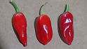 Here is the Lyon Pepper also known as the Piment de Bresse pepper, Capsicum annuum, Scoville units: 10,000 ~ 60,000 SHU. This variety originates from the southern season of France and grows on the plains of Lyon. It is considered an ancient Heirloom that has been used for hundreds of years. These small fiery pods are loaded with heat ranging from mid range to high. Plants are short and compact not getting much bigger then 18 inches tall. The peppers ripen from green to red and have a very sweet sugary taste. Ideal to eat fried, roasted, stuffed or fresh! They will make an excellent Chile sauce too! Open pollinated, 70 days.