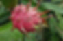 Here is the White and Red Dragon Fruit, Hylocereus undatus. It is one of several cactus species indigenous to the Americas. P
