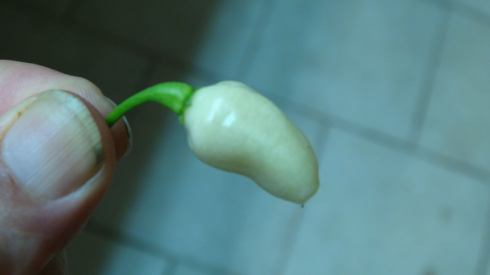 Thumbnail: Here is the Peruvian White Lightning Habanero Pepper, Capsicum chinense, Scoville units: 100,000 to 350,000 SHU. The Peruvian