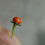 Thumbnail: Here is the Capsicum Cardenasii Wild Pepper, Scoville units: 10,000 to 30,000 +/- SHU. This version of Capsicum Cardenasii Wi