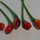Thumbnail: Here is the Galapagos Island Wild Pepper Type 1 , 97450083, Capsicum galapagoense, Scoville units: 1,500 to 5,000+ SHU. This
