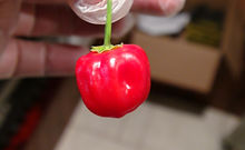 Here is the Aji Ayuyo Red Pepper, Capsicum bacattum, Scoville units: 800 to 2500 SHU. The Aji Ayuyo Red Pepper originates from Peru and comes in 2 forms, purple/cream and green/red. Most suppliers sell the seed as a mix between the two but are are offering them separately and this listing is for the red variation. The Aji Ayuyo Red Pepper has a medium wall thickness an fruits get to 1 inch across and turns from a green to red when fully ripe. Plants can get to 48+ inches tall but often times they stay around 28 inches tall and are a compact variety. Pods are sweet and have a really nice taste. These go great in salads, hot sauce, salsa and stuffed! We found this to be a very productive variety and easy to grow in northern climates. Usually fruits first year and did really well in a 1 gallon pot. Plants can live for many years in pots and tend to stay around 14 inches tall and ornate if pruned on a regular basis. A must grow for any collector! Open pollinated, mid season, low heat, pere