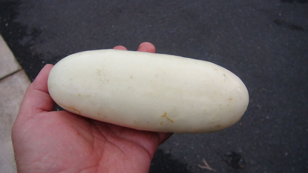 Here is the Parisian White Cucumber, Cucumis sativus. The Parisian Cucumber is a old French heirloom variety that dates back