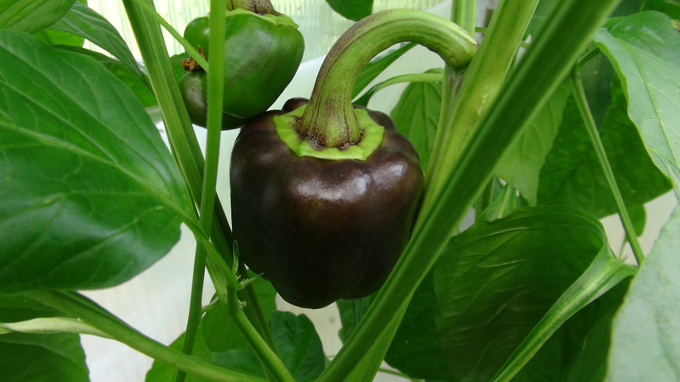 Thumbnail: Purple Beauty bell Pepper
