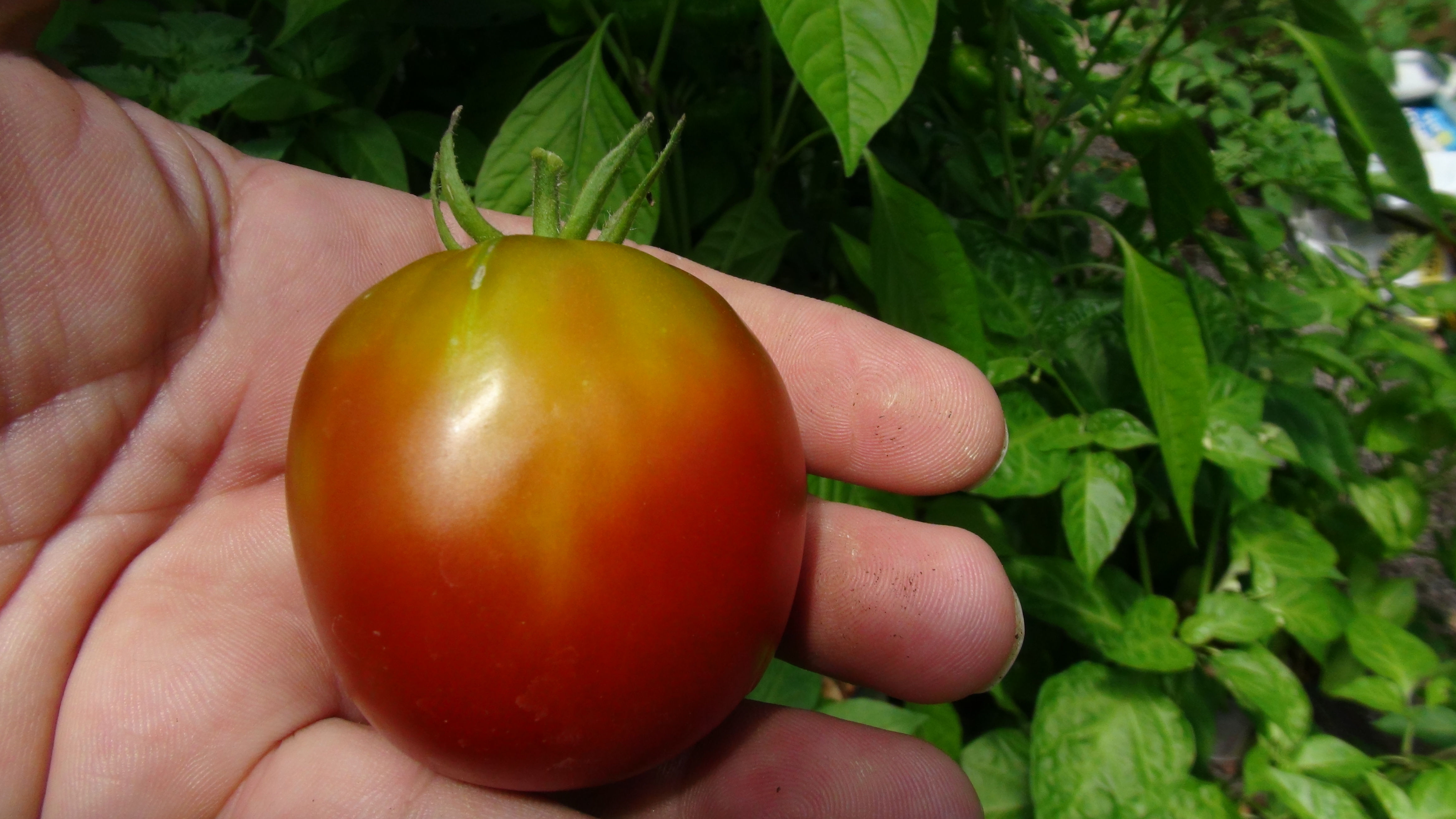 Here is the Black Prince Tomato, Solanum lycopersicum. This tomato originates from Irkutsk in Siberia Russia. This tomato has