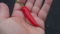 Here is the Slim Jim Jalapeno Pepper, Capsicum annuum, Scoville units: 3,000 ~ 9,000 SHU. This Jalapeno pepper differs from other jalapeno's in that it is skinnier, more like a Serrano pepper but the taste of a jalapeno! They are heavy producers and have 3 inch finger like pods an goes from green to red and ripen sooner then a regular jalapeno! They can develop a corking or "cracking" like texture on the skin giving it a strange look! They can be used the same way you would use any other jalapeno. We found them to be a medium heat type with fewer seeds then the standard size jalapeno. Plants get to 3 feet high and bushy. Open Pollinated, 70 days.