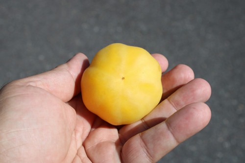 Wapsipinicon Peach Tomato | HRSeeds