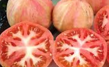 Here is the Pink Furry Boar Tomato, Solanum lycopersicum. This tomato originates from Napa, California USA and was created by Brad Gates at Wild Boar Farms. The fruits are a bi-color salad tomato with a red flesh inside that can get to about 2.75 inches round and weighing 3 to 6 oz. Plants can get to 7 feet tall in really good soil but plants tend to get to 4 feet tall. This tomato is known for the soft velvety fur it gets on the skin. Great for salads, eating fresh and for tomato sauce! Very rare, Open pollinated, indeterminate, regular leaf, mid season, bi-color, salad, 64 to 73+ days. LOT# 1 TAG#  65-2021