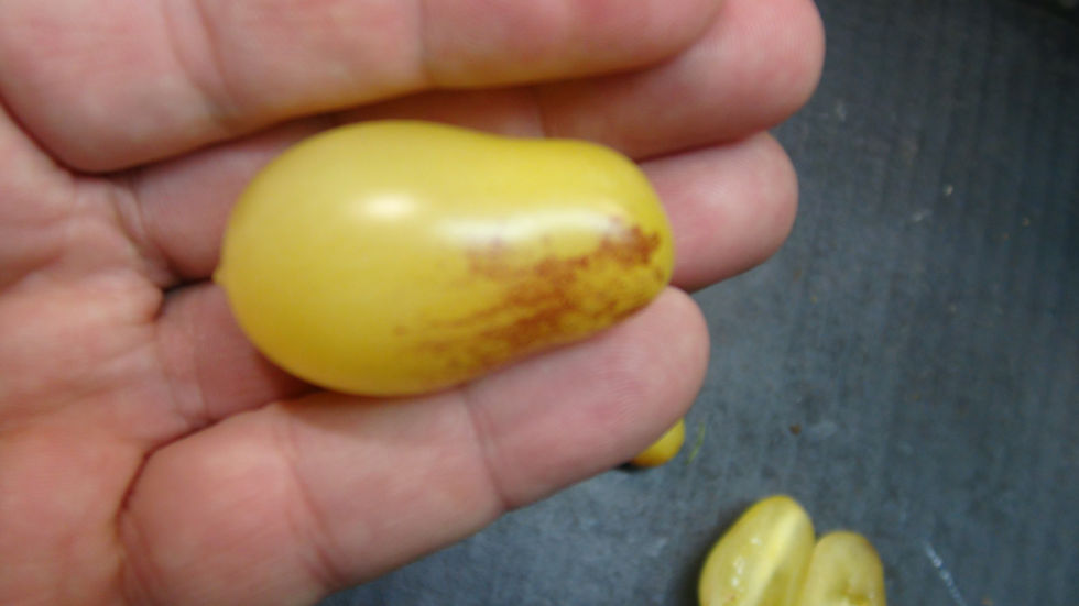 Thumbnail: Here is the Indigo Cream Drop Tomato, Solanum lycopersicum. This tomato originates from our gardens here in Hazleton, USA and