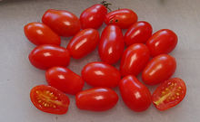 Pomodorini di Sardegna Tomato (5).JPG