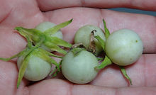 Here is the Chmielewsky's Wild Tomato, Solanum chmielewskii, new for 2020. This wild tomato is native to the Andean valleys of southern Peru to northern Bolivia at 7600 to 10000 feet ASL. The base of the stem can become very woody and be grown like a annual! This Indeterminate, pinnate leaf, perennial tomato plant produces 1/2" sized, light green type tomatoes with tinges of purple when grown in full direct sunlight and has a peach fuzz skin that can be a heavy producing variety. Plants can get to over 6 feet tall and sprawl along the ground. They do have a distinct aroma that does not smell like a regular tomato plant but rather a lemony like aroma. We found this variety to be resistant to most diseases. The fruits are edible and delicious BUT may have a toxicity so grow it as an orn