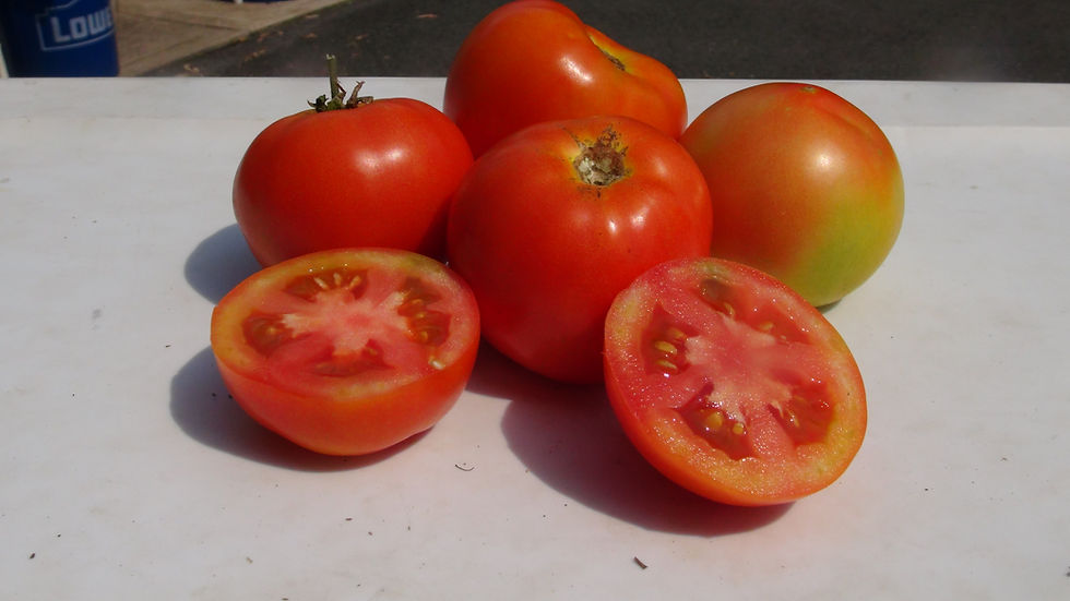 Calypso Tomato hrseeds