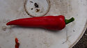 Here is the Melrose Sweet Pepper also known as the Melrose sweet frying Pepper, Capsicum annuum, Scoville units: 000+ SHU. This sweet Italian variety is named after the neighborhoods in Melrose Park, Illinois that used it for years. Melrose sweet frying peppers are an excellent early variety, producing 4" red pods! We grow them fresh every year and now offer their seeds. Plants get to around 3 feet tall. Open Pollinated, 70-90 days.
