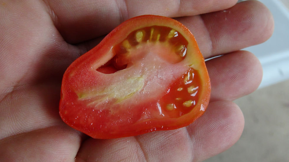 Thumbnail: Here is the Canestrino Di Lucca Tomato, Solanum lycopersicum. This tomato originates from Lucca in the province of Tuscany, I