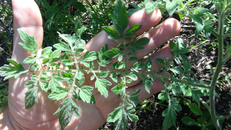 Thumbnail: Here is the Woolly Mammoth Tomato, Solanum galapagense. This tomato (GAL 145) is one of about 20 phenotypes from the GAL seri