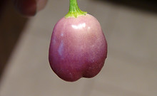 Here is the Aji Ayuyo Purple Pepper, Capsicum bacattum, Scoville units: 800 to 2500 SHU. The Aji Ayuyo Purple Pepper originates from Peru and comes in 2 forms, purple/cream and green/red. Most suppliers sell the seed as a mix between the two but are are offering them separately and this listing is for the purple variation. The Aji Ayuyo Purple Pepper has a medium wall thickness an fruits get to 1 inch across and turns from a green to red when fully ripe. Plants can get to 48+ inches tall but often times they stay around 28 inches tall and are a compact variety. Pods are sweet and have a really nice taste. These go great in salads, hot sauce, salsa and stuffed! We found this to be a very productive variety and easy to grow in northern climates. Usually fruits first year and did really well in a 1 gallon pot. Plants can live for many years in pots and tend to stay around 14 inches tall and ornate if pruned on a regular basis. A must grow for any collector! Open pollinated, mid season, lo