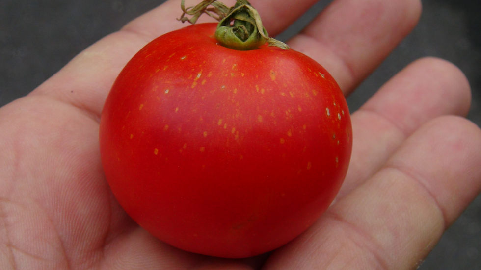 Thumbnail: Here is the Kimberley Tomato, Solanum lycopersicum. This dwarf variety of tomato originates from Kimberley BC, Canada and was