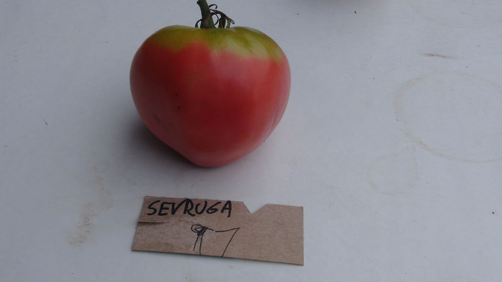 Thumbnail: Here is the Sevruga Tomato, Solanum lycopersicum. This tomato originates from Siberia, Russia and is a commercial variety. Th