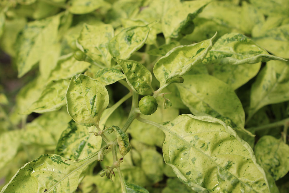 Here is the Ninfadora Pepper, Capsicum chinense, Scoville units: 100,000 to 250,000 SHU. This Pepper originates from Italy an