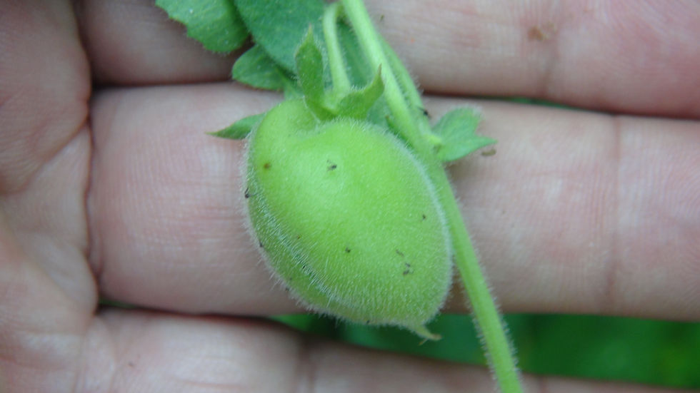 Here is the Chickpea or Garbanzo bean, Cicer arietinum. Chickpea seeds are high in protein. It is one of the earliest cultiva