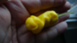 Here is the Peter Pepper Yellow also known as the Penis Pepper, Capsicum annuum var. annuum, Scoville units: 10,000 ~ 23,000 SHU. It was first popularized in the United States by Frank X. Tolbert in the 1950's. This infamous pepper is known for its phallic appearance when fully grown. It is medium heat and as with many medium hot peppers, the amount of heat will vary with growing conditions. These peppers have always been one of the most popular vegetables in the home garden. Some say it originated from Mexico but their is no proof of this so it originates from the USA at this point. Plants can get to 5 feet tall and are a heavy producer with pods ranging from 3 to 6 inches long that are yellow. Open pollinated 75 days.