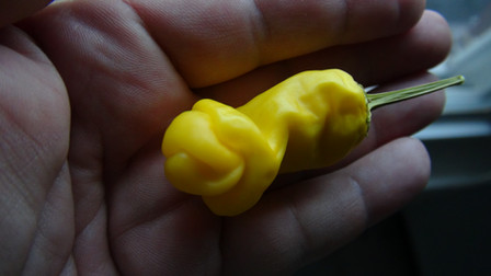 Here is the Peter Pepper Yellow also known as the Penis Pepper, Capsicum annuum var. annuum, Scoville units: 10,000 ~ 23,000 SHU. It was first popularized in the United States by Frank X. Tolbert in the 1950's. This infamous pepper is known for its phallic appearance when fully grown. It is medium heat and as with many medium hot peppers, the amount of heat will vary with growing conditions. These peppers have always been one of the most popular vegetables in the home garden. Some say it originated from Mexico but their is no proof of this so it originates from the USA at this point. Plants can get to 5 feet tall and are a heavy producer with pods ranging from 3 to 6 inches long that are yellow. Open pollinated 75 days.