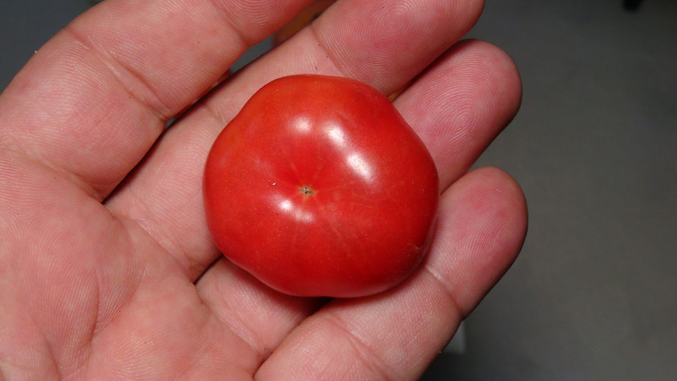 Here is the Hank Tomato, Solanum lycopersicum. This tomato originates from California, USA and created by Donald Branscomb ar