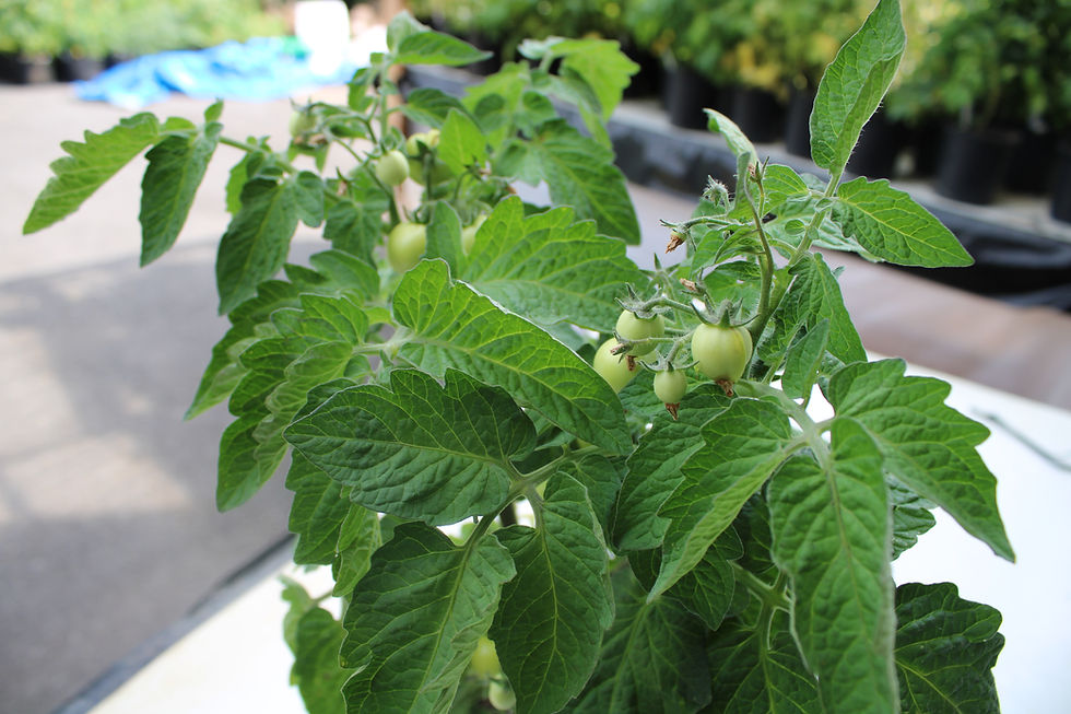 Here is the Chubby Bunny Micro Dwarf Tomato, Solanum lycopersicum. This tomato is said to originates from USA. The fruits are