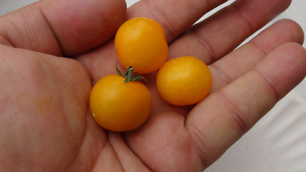 Thumbnail: Here is the Micro Gemma Tomato, Solanum lycopersicum. This micro Dwarf tomato originates from the University of Florida, Brad