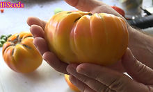 Here is the Virginia Sweet Tomato, Solanum lycopersicum. This tomato originated from Virginia, USA. These tomatoes can get to 2+ Lbs easy! It is Bi-color Red and Yellow with slightly green shoulders and is great for making sauce and ideal for slicing. Highly productive and produced fruit all the way up to the end of the tomato season! Open pollinated, Indeterminate, 75 days.