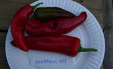 Anaheim Hot Pepper