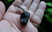 Kathumby Black Pepper, RARE!