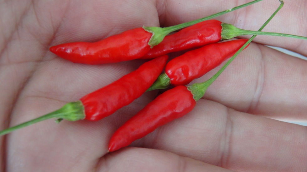 Here is the Malagueta Pepper, PI 497984, Capsicum frutescens, Scoville 60,000 to 100,000 SHU. This pepper originates from the