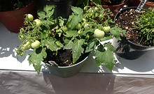 Original Micro Tom Tomato (4).JPG