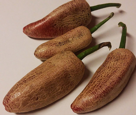 Here is the Farmers Market Jalapeno Pepper, also known as the Potato Skin Pepper, Capsicum annuum, Scoville units: 8,000 SHU. The Farmers Market Jalapeno Pepper originates from the USA and was found in a farmers market by a man named John Fiedler in the state of Main USA. This pepper has a heavy corking or potato skin and is quite strange looking with a good heat value. They tend to be a little larger then the store variety jalapeno. This pepper is considered to be very rare and very uncommon in the market place. Plants get to 3 feet tall and bushy. One plant can produce dozens of peppers. Open pollinated, 80 days.