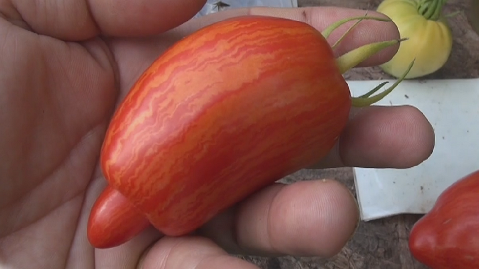 Thumbnail: Here is the Speckled Roman Tomato, Solanum lycopersicum, Created by John Swenson, This tomato is a sight to see. Its a cross